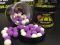 Бойли Nutrabaits Alternative Hookbaits Pop-Up - Winter Berry - Color Mix