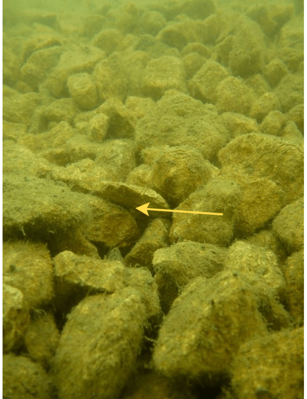 Поводочний матеріал м'який флюорокарбоновий Fox Illusion Soft - Hooklink - Trans Khaki - 50 м